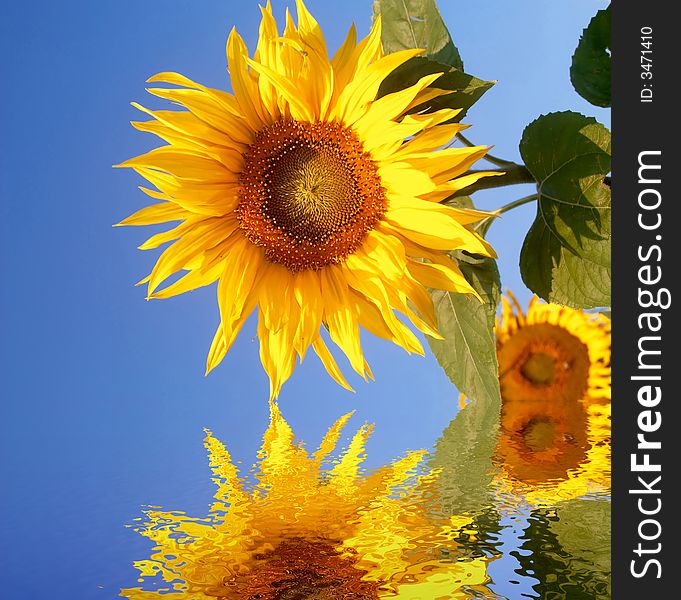 An image of sunflower on blue background. An image of sunflower on blue background