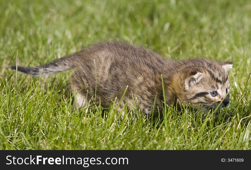 Small young cat portrait on green grass. Small young cat portrait on green grass