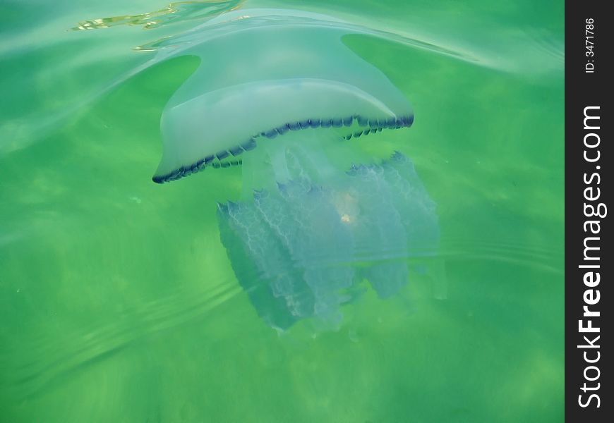 Jellyfish in the sea water