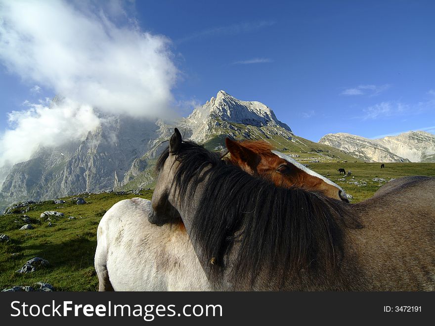 Wild horse free on mountain