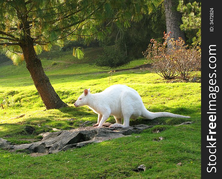 A rare albino wallaby arrives for breakfast at dawn. A rare albino wallaby arrives for breakfast at dawn