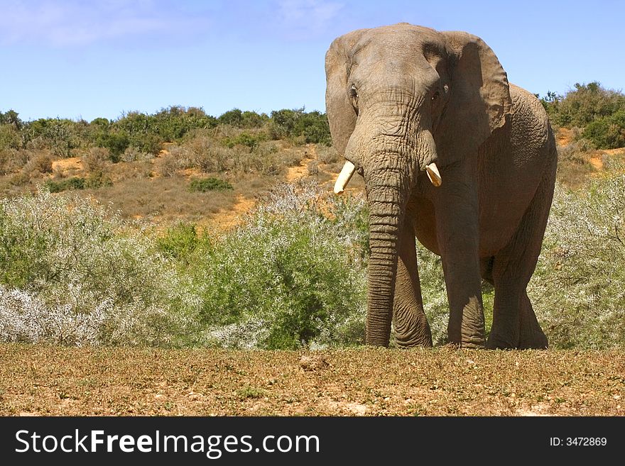 Bull elephant watching