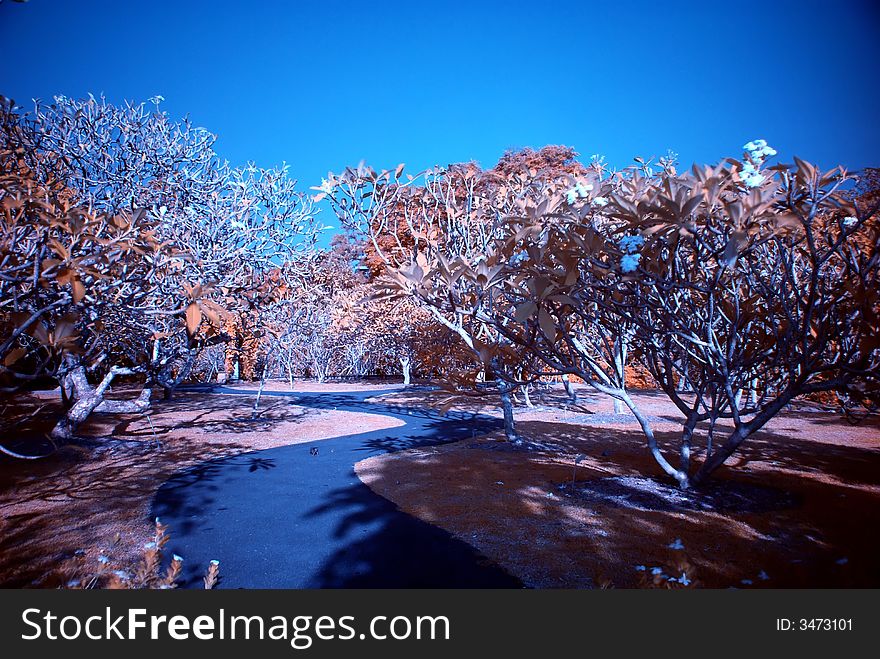 Infrared Photo â€“ Tree And Path