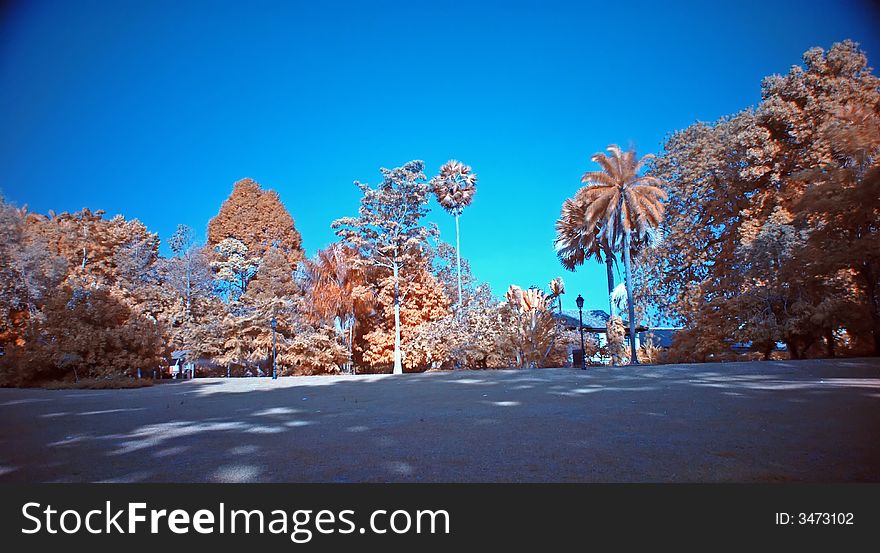 Infrared photo â€“ tree and flower in the parks. Infrared photo â€“ tree and flower in the parks