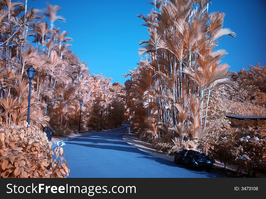 Infrared photo â€“ tree and flower in the parks. Infrared photo â€“ tree and flower in the parks