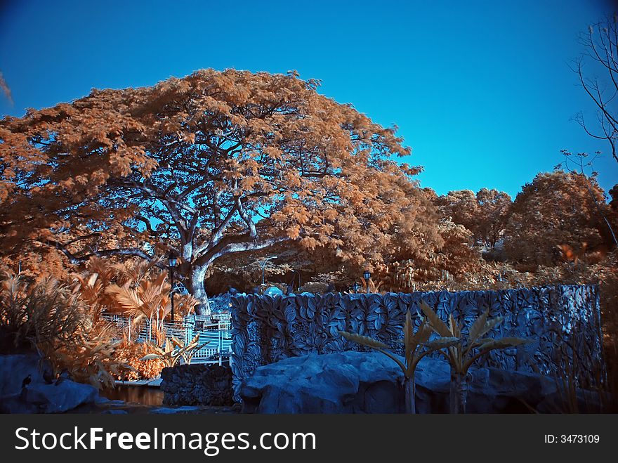 Infrared photo â€“ tree and flower in the parks. Infrared photo â€“ tree and flower in the parks