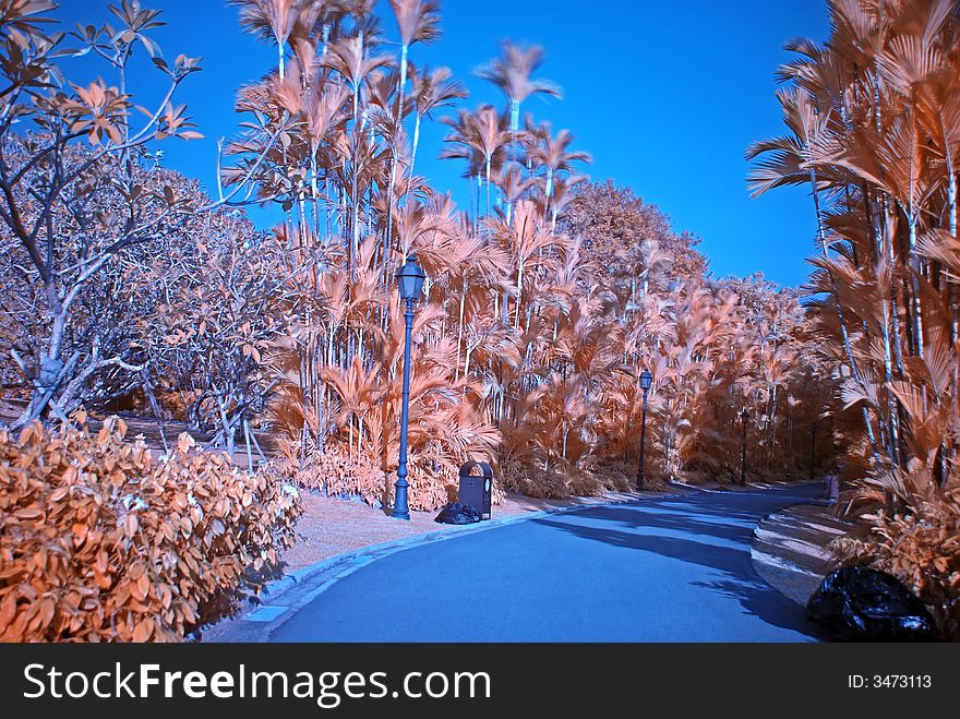 Infrared photo – tree and road