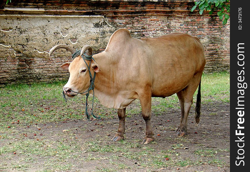 A cow is standing in the temple.