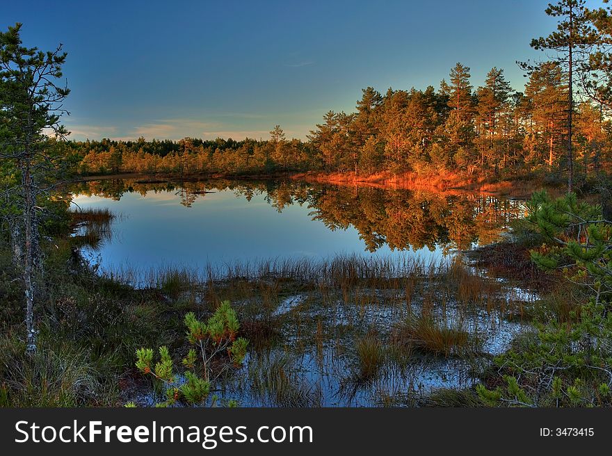 Colorful autumn wood on bogs in Estonia