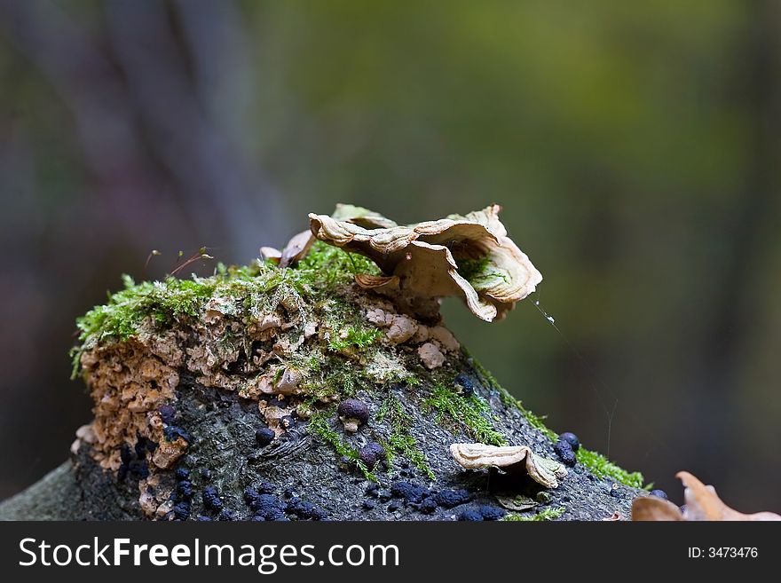 A crude looking  mushroom on a tree log. A crude looking  mushroom on a tree log