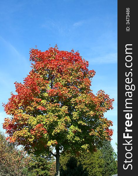 An Autumn Tree against a blue sky