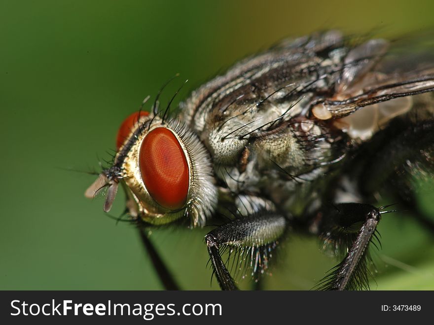 Big Housefly In The Park