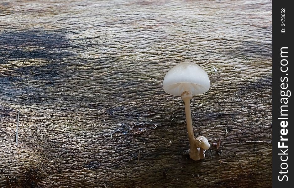 A  fragile looking mushrooms on a tree log. A  fragile looking mushrooms on a tree log