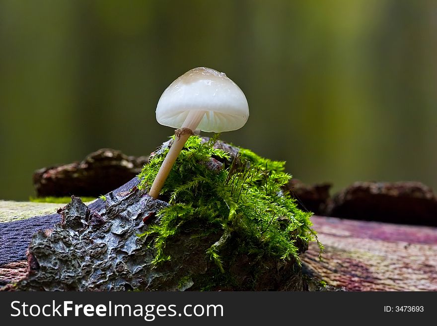 A fragile  looking mushrooms growing on top of a mos covered tree