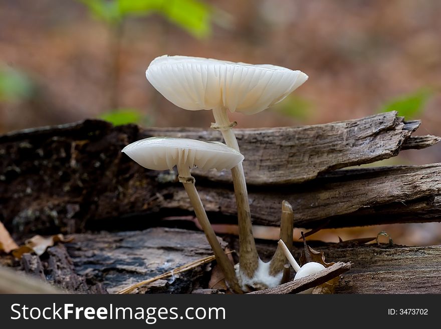 A lone transparent frail mushroom on a tree log. A lone transparent frail mushroom on a tree log
