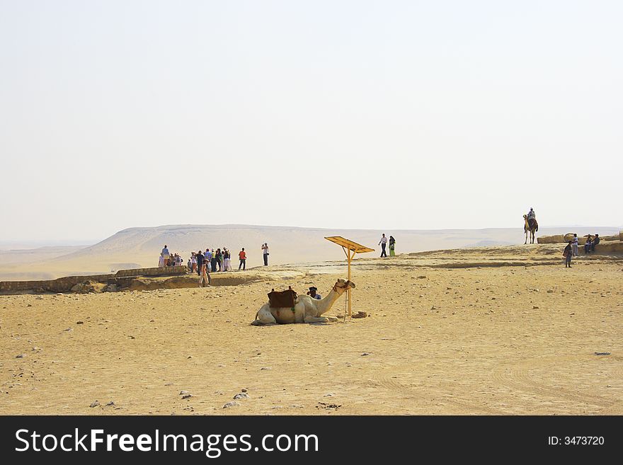 Arabian camel in desert, Africa