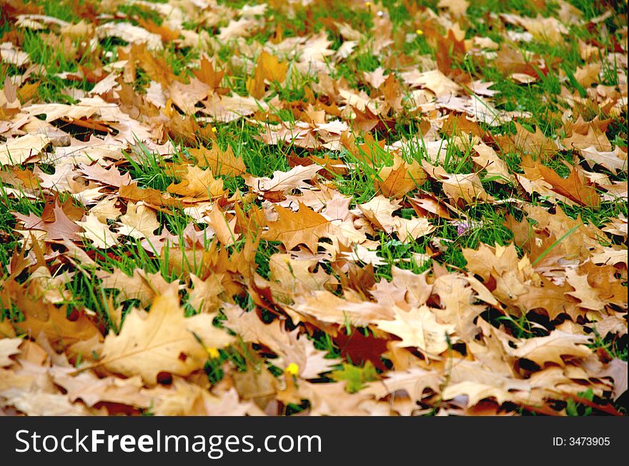 Autumn is season full colours and foliage