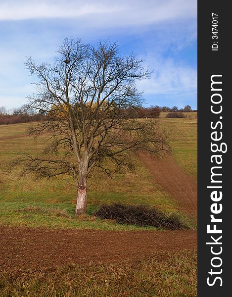 The lonely tree in autumn.