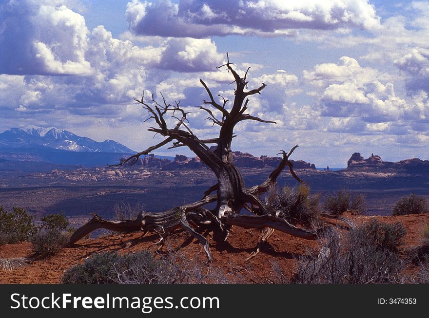 Landscape in barren land: the carcass of a tree on orange earth, under a blue sky with clouds, purple rocks and blue mountains in the background. Landscape in barren land: the carcass of a tree on orange earth, under a blue sky with clouds, purple rocks and blue mountains in the background