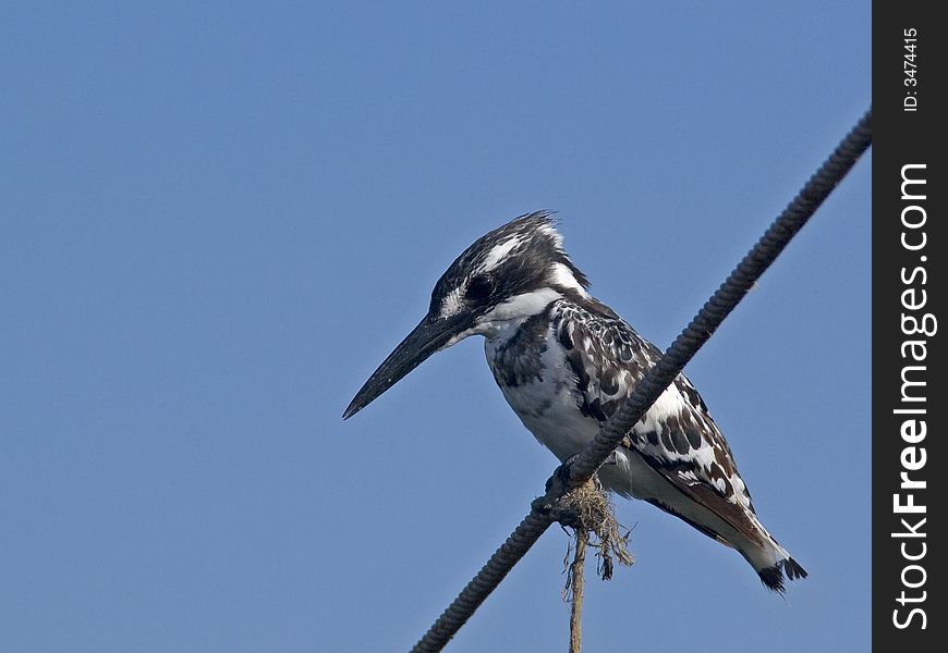 Pied Kingfisher rests on a wire.