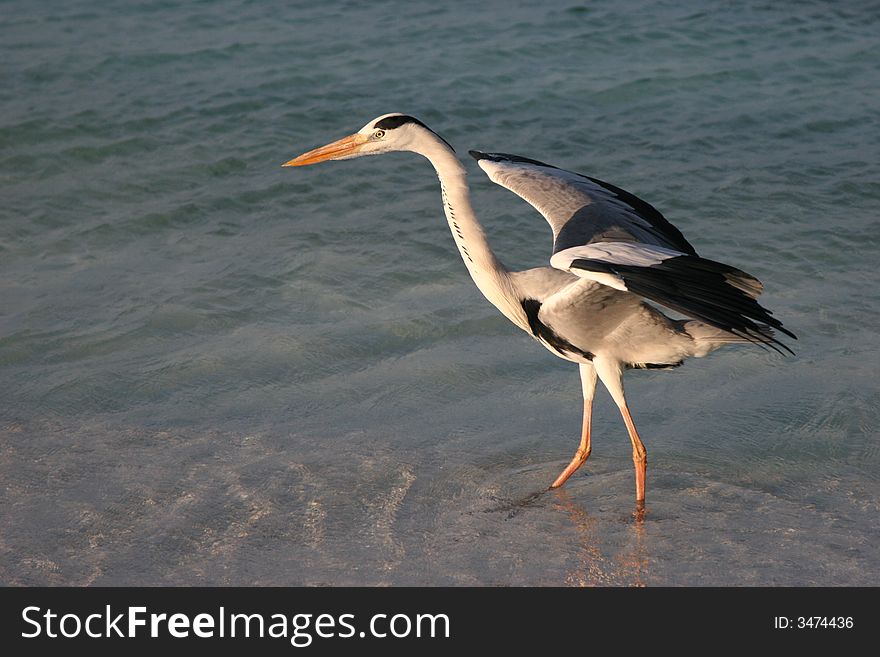 Heron in Indian Ocean in Maldives