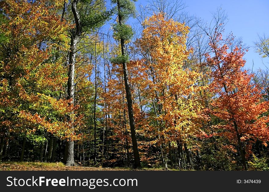 Autumn trees in a park in michigan
