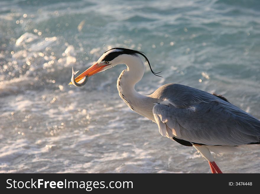 Heron in Indian Ocean in Maldives