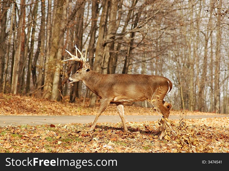 A picture of an adult male buck taken in a indiana state park. A picture of an adult male buck taken in a indiana state park