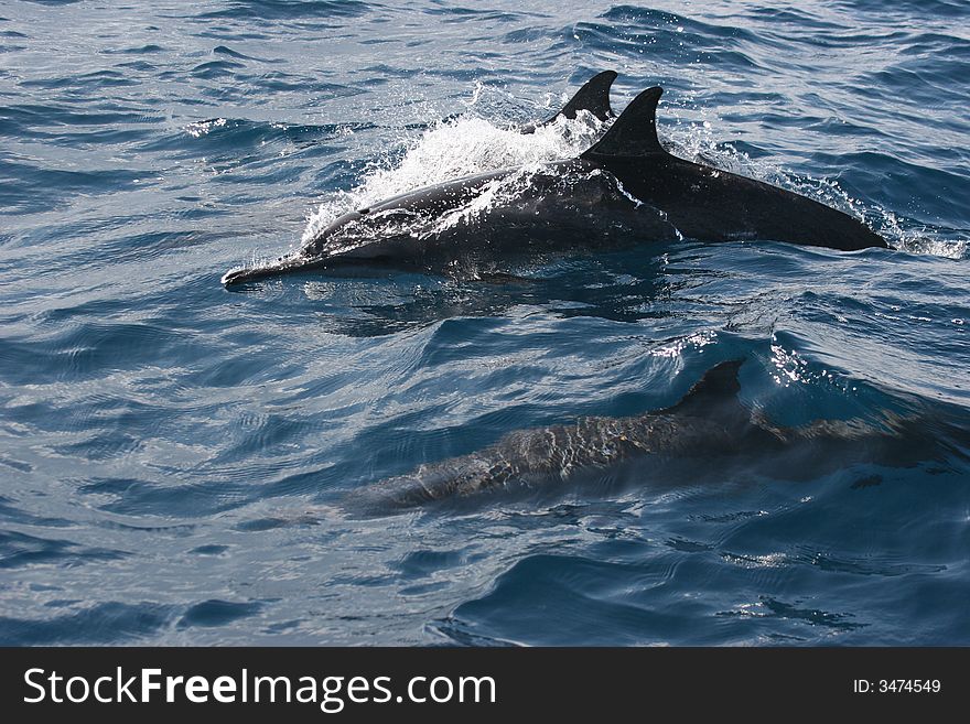 Dolphin in Indian Ocean in Maldives