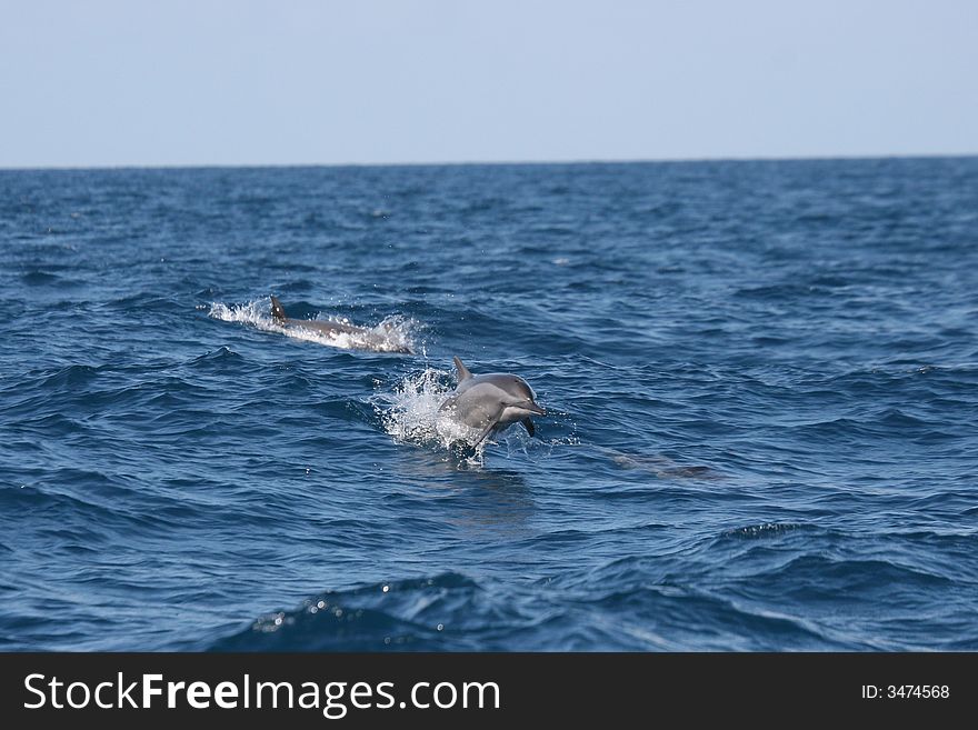 Dolphin In Indian Ocean