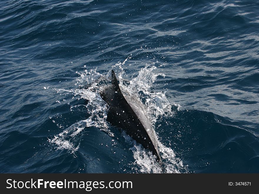 Dolphin in Indian Ocean