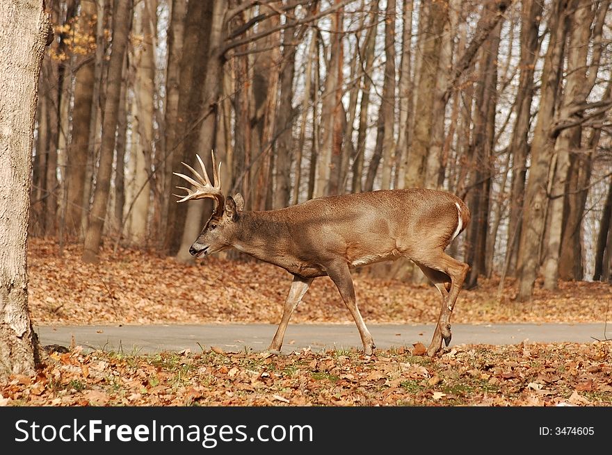 A picture of an adult make buck taken in a indiana state park. A picture of an adult make buck taken in a indiana state park