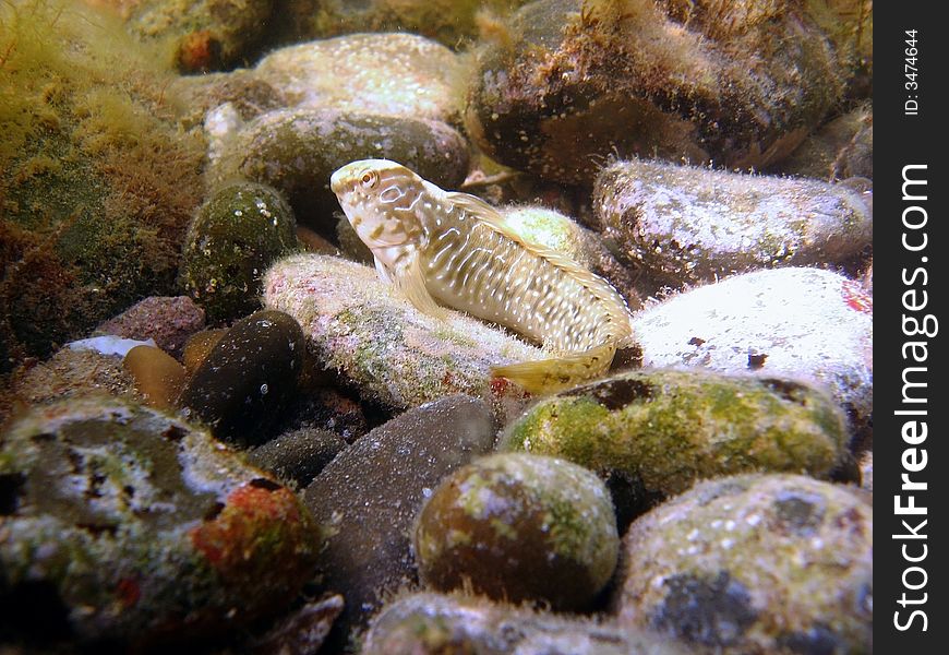 Black sea, sea doggy fish. Black sea, sea doggy fish