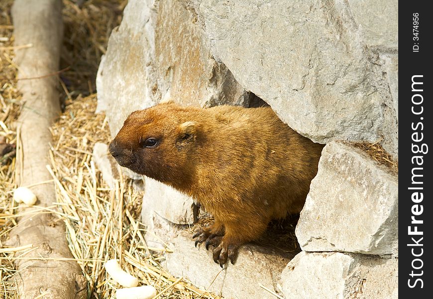 Red curious gopher looking out stone hole.