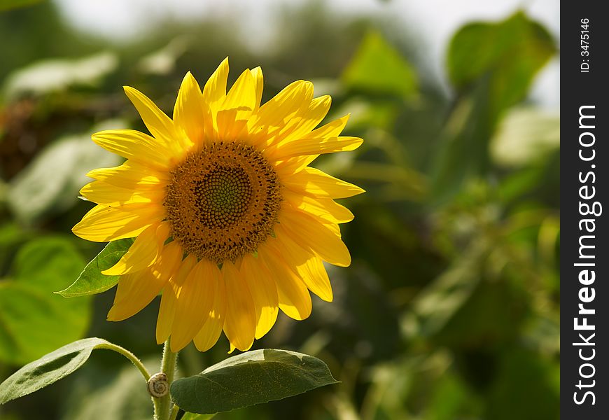 Single sunflower at sunshine on green background