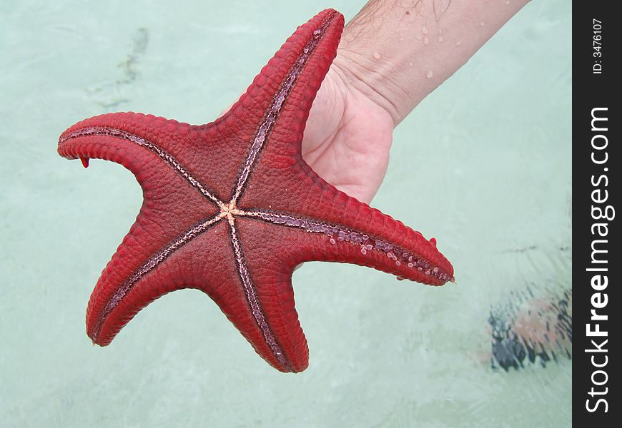 Red starfish from Indian Ocean