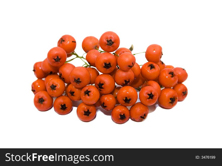 Red viburnum fruits isolated on white.