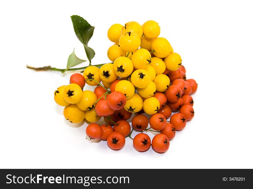 Yellow and red viburnum fruits isolated on white.