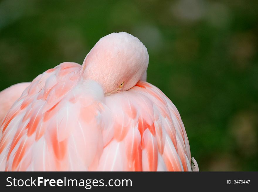 This flamingo is resting his head under his pink feathers. This flamingo is resting his head under his pink feathers.