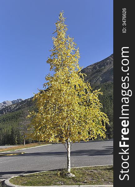 Trees with yellow and green foliage in mountain reserve. Trees with yellow and green foliage in mountain reserve