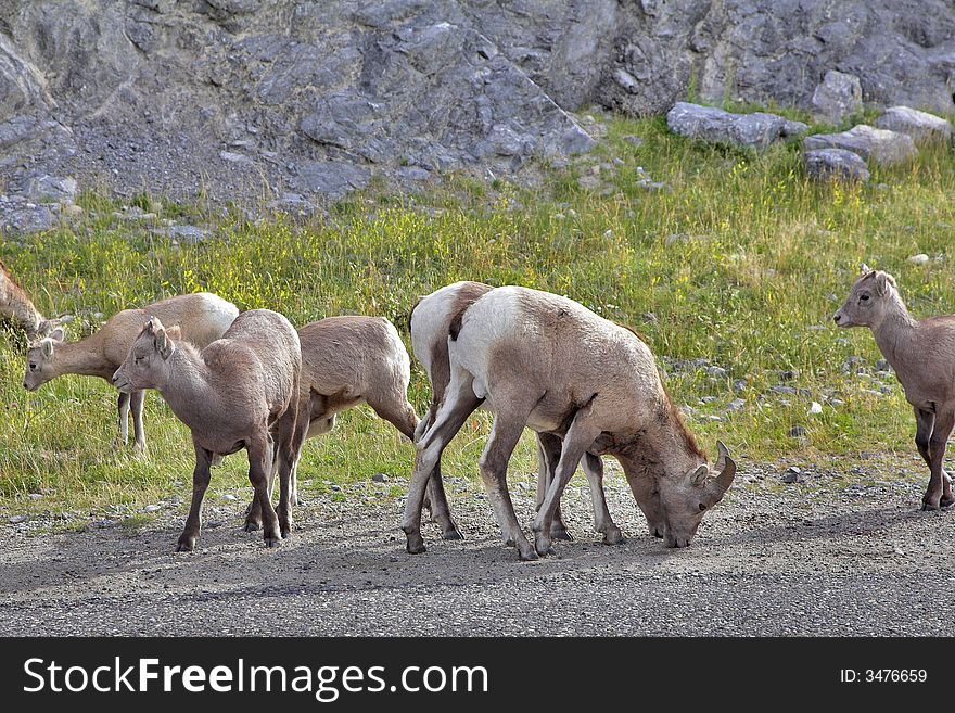 The herd of mountain goats grazed on freedom in reserve. The herd of mountain goats grazed on freedom in reserve