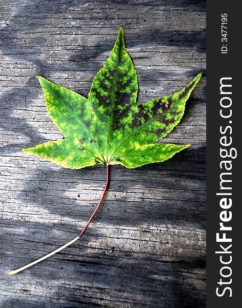 Green Leaf On Wood