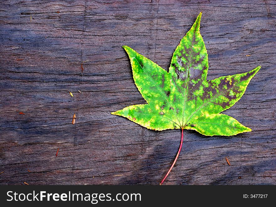 Leaf In Autumn On Wood