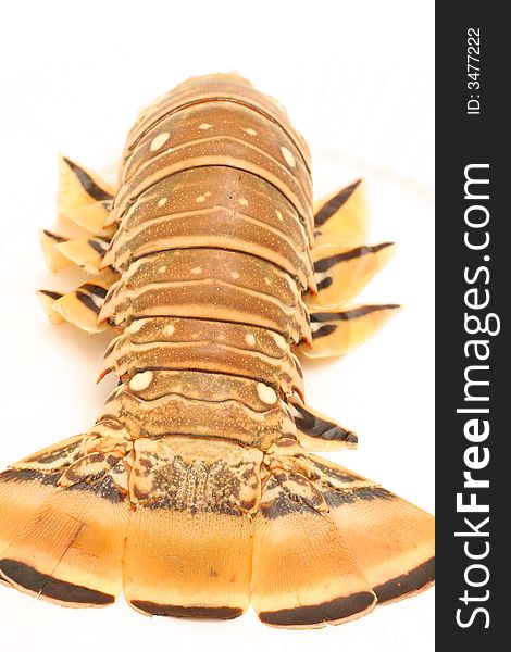 Florida Lobster Vertical