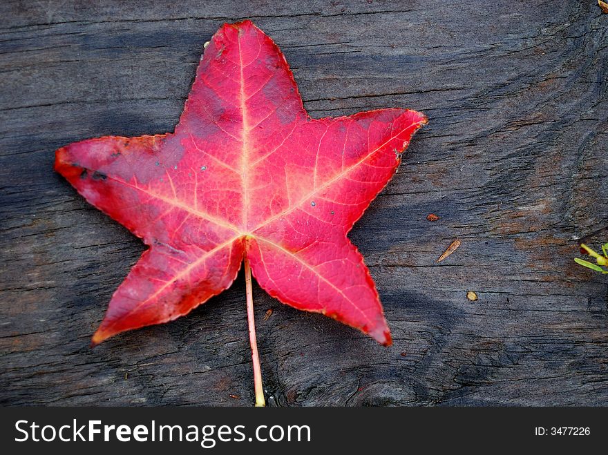 Red Leaf On Wood Background