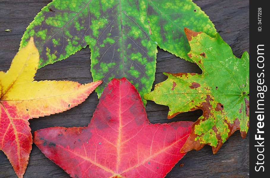 Kaleidoscope Of Leaves