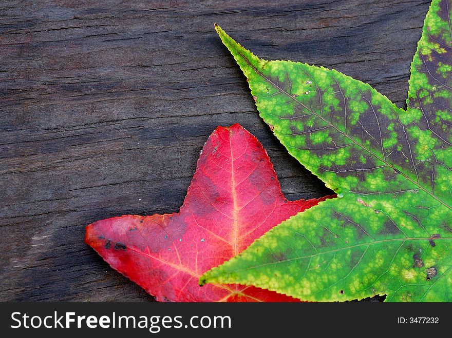 Kaleidoscope Of Leaves