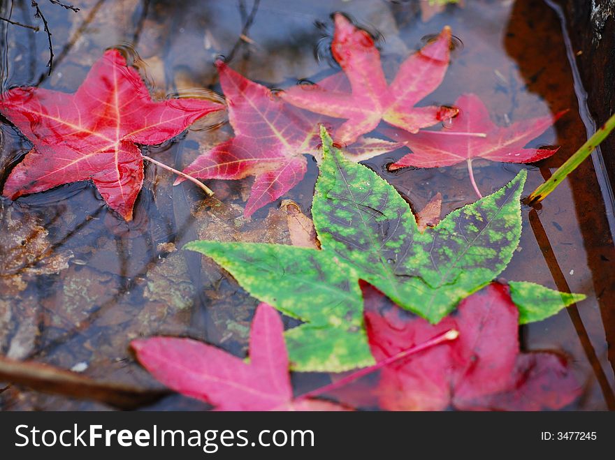 Kaleidoscope Of Leaves