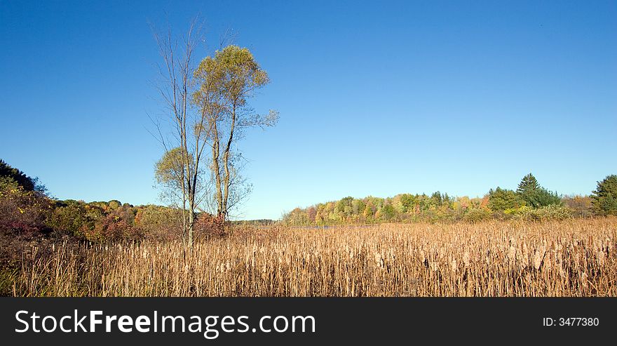 Solitary Tree in Autumn