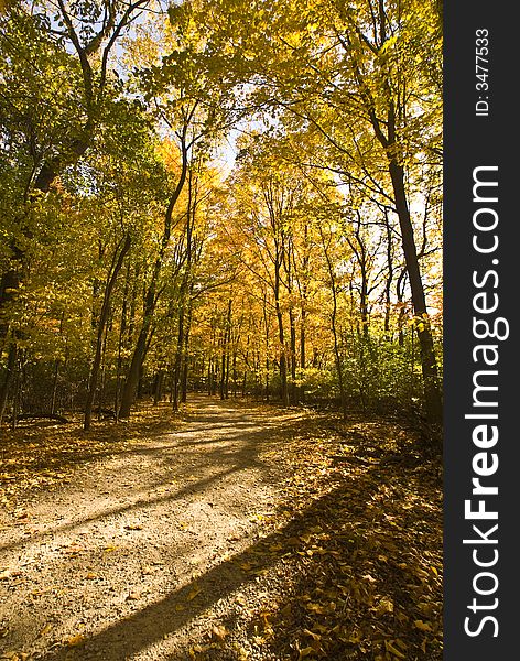 Leaves turning color surround a forest trail. Leaves turning color surround a forest trail